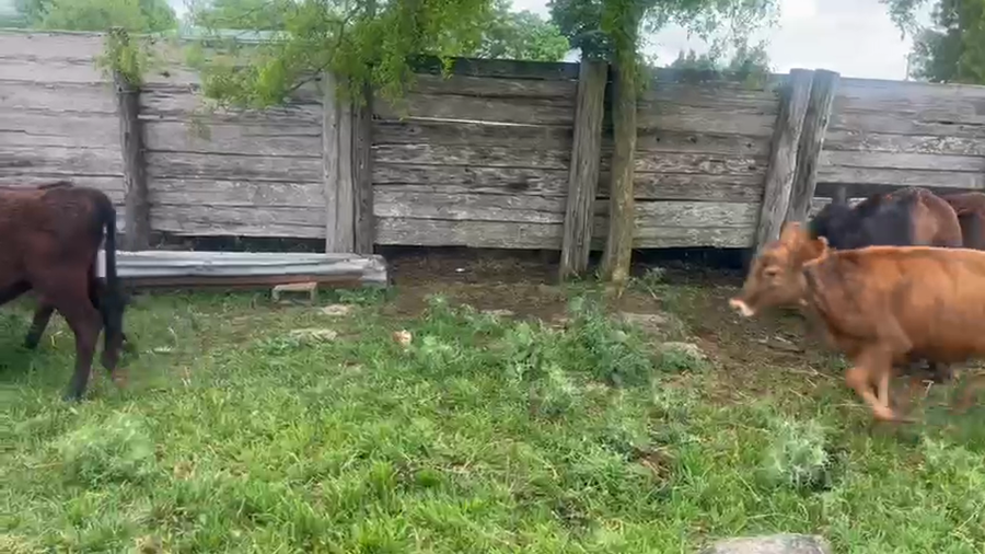 Lote 17 Terneras a remate en Pantalla Camy, San José