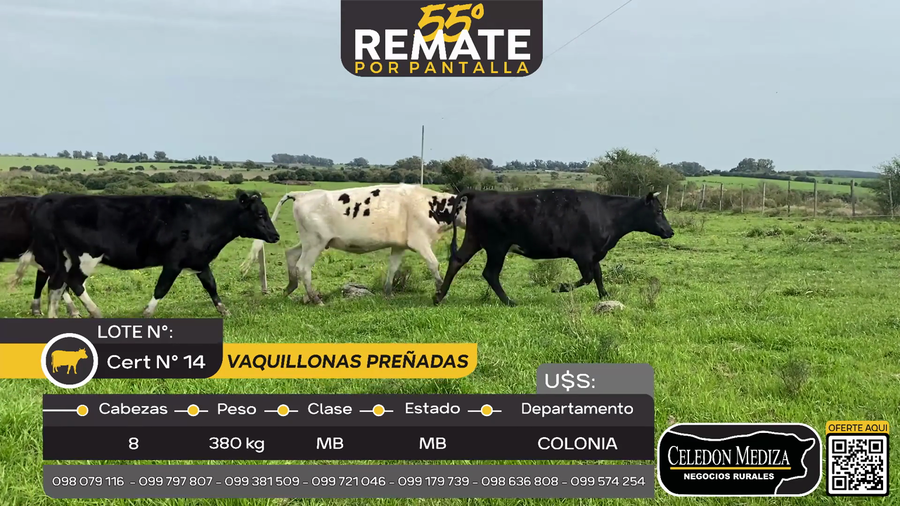 Lote 8 Vaquillonas Preñadas en Piedra Chata, a 15 km de Cardona, Colonia