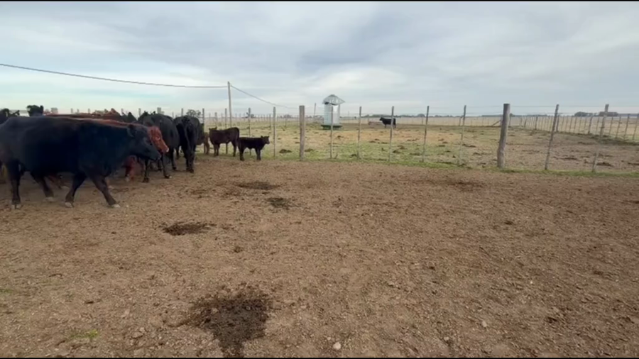 Lote 56 AL CORTE NUEVAS Y MEDIO USO