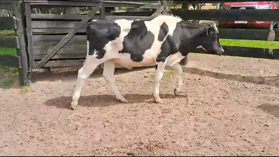 Lote (Vendido)16 Novillos Holando a remate en Pantalla Camy en Ruta 1 Km 130