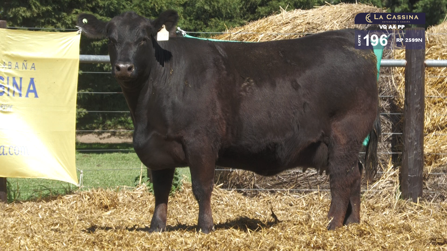 Lote VAQUILLONAS A. ANGUS PP