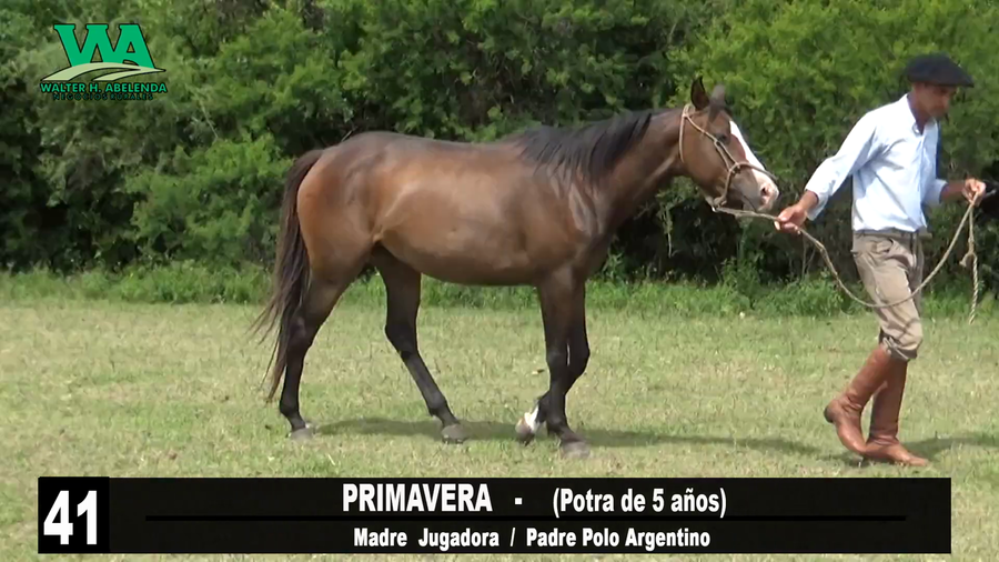 Lote PRIMAVERA