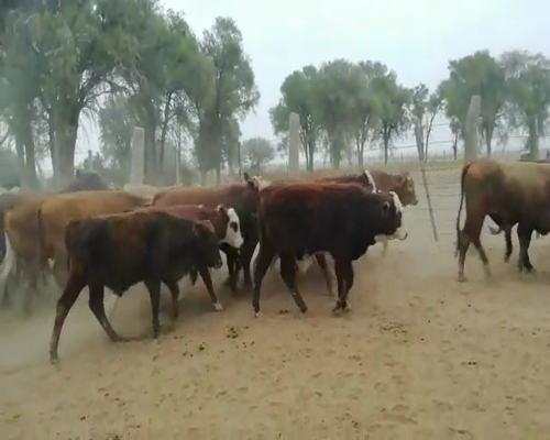 Lote 100 Terneros en Quimilí, Santiago del Estero