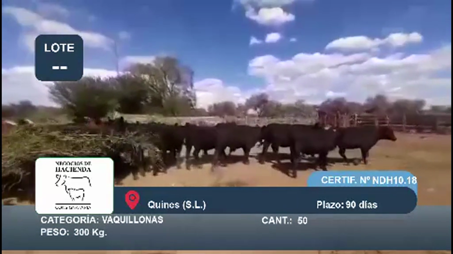 Lote 50 Vaquillonas en San Luis, Quines