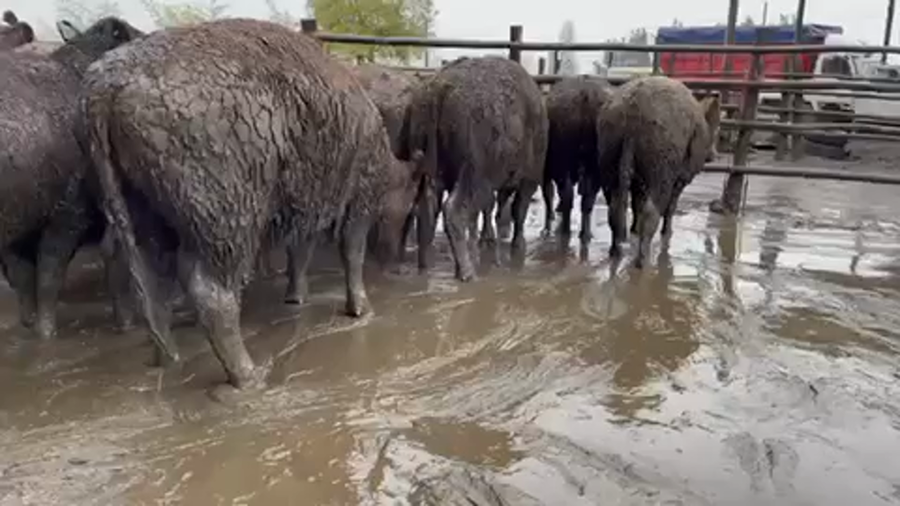 Lote 45 Novillo Gordo en Linares, VII  Región Maule