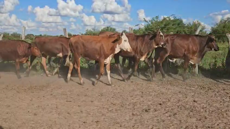 Lote 80 Novillitos