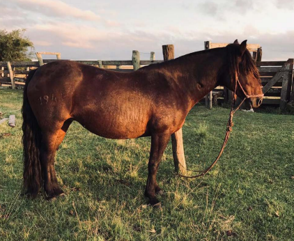 Lote CHAMUSCA IBÉRICA