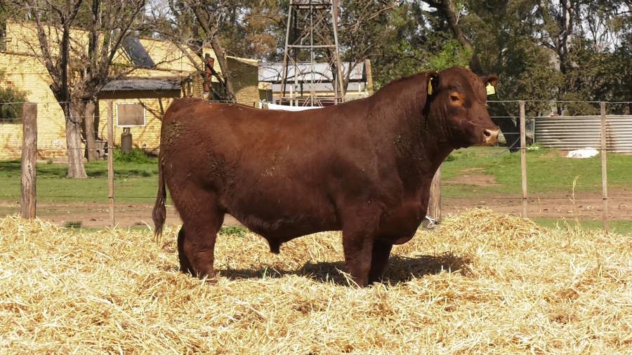 Lote TOROS PUROS CONTROLADOS