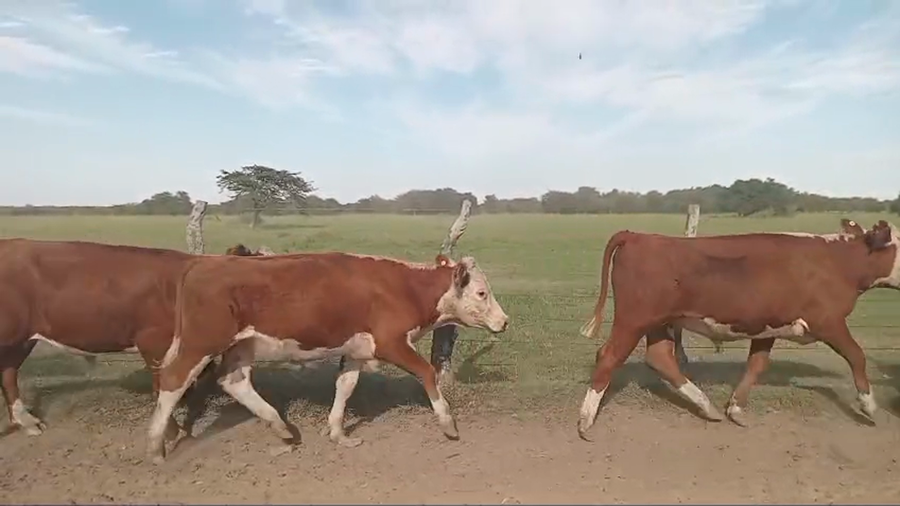 Lote 90 Novillos en Corrientes, Paso de Los Libres