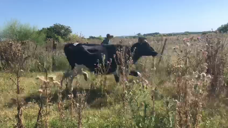 Lote Vaquillonas  Holando a remate en Pantalla Camy 450kg -  en Pavon
