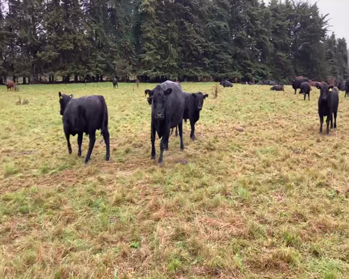 Lote 120 Ternero en Puerto Varas, X Región Los Lagos