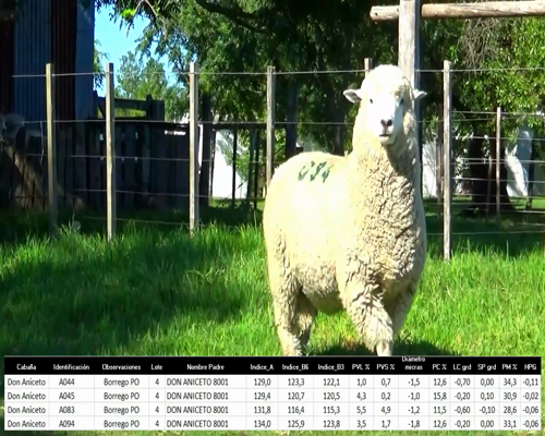 Lote 4 Borregos a remate en La Señal del Futuro , Tacuarembó