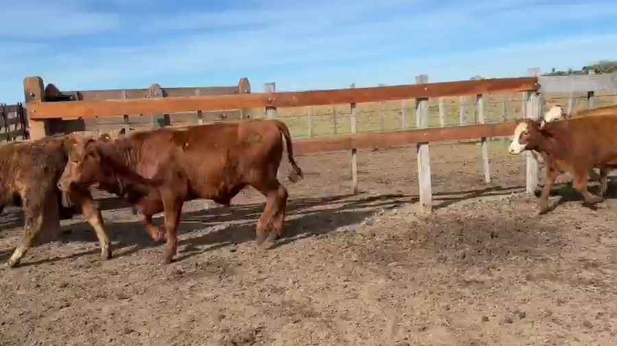 Lote 40 Terneros/as en Corrientes, La Cruz