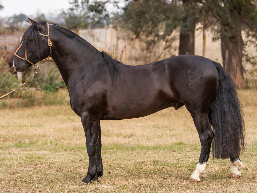 Lote Guirita Hijo Guapo