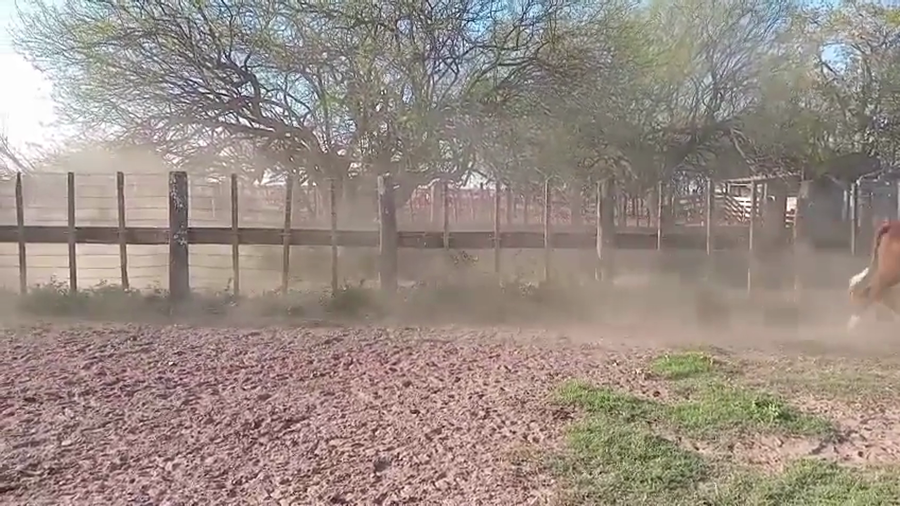 Lote 11 Vaquillonas Braford en Altos de Chipión, Córdoba