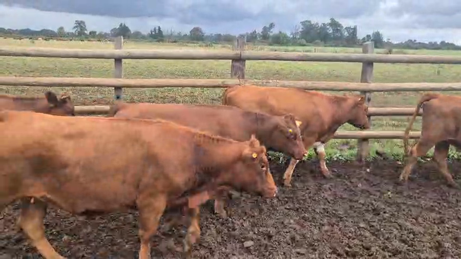 Lote 50 Vaquilla Engorda en Perquenco, IX Región Araucanía