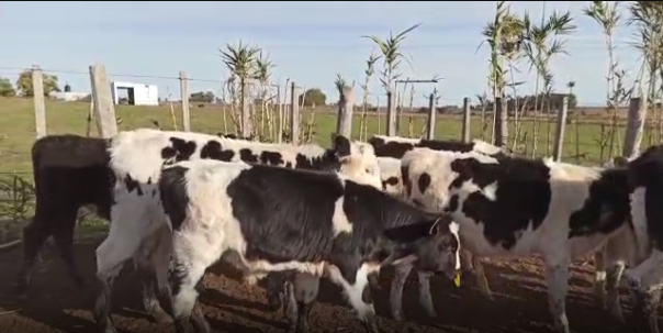 Lote 10 Terneros en Soriano