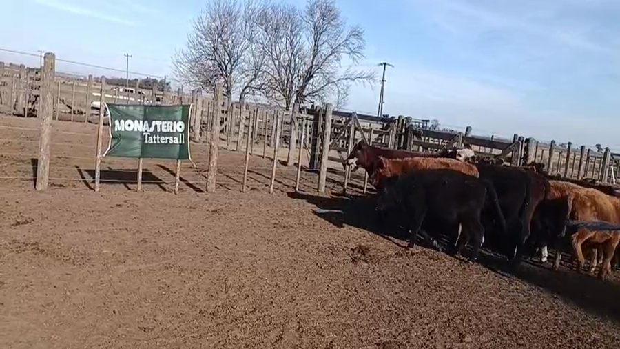 Lote 58 Terneros/as en 30 de Agosto