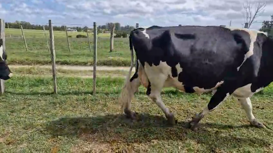 Lote 3 Vaca a remate en Pantalla Camy, San José