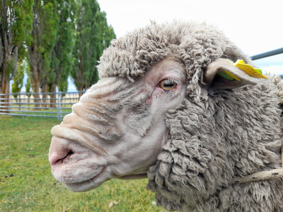 Lote Carnero TOP A, 17-0399