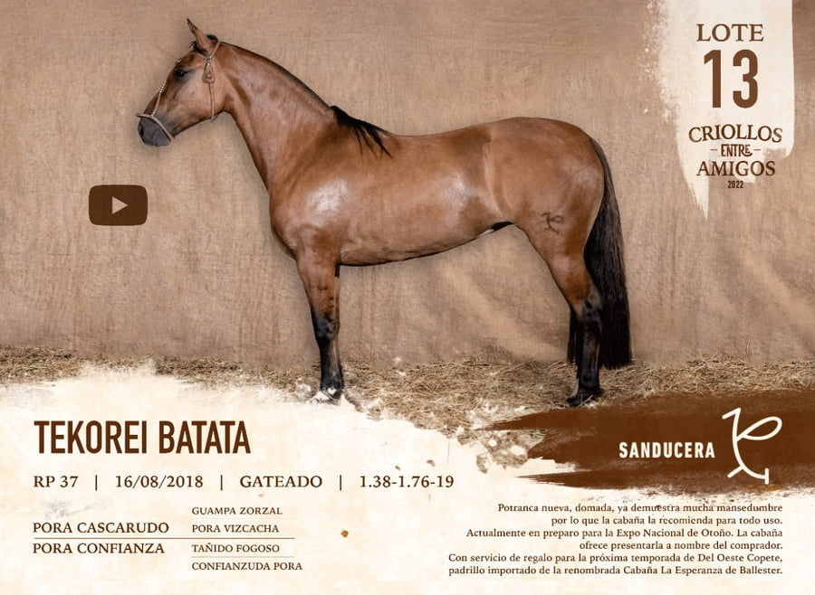 Lote TEKOREI BATATA RP 37