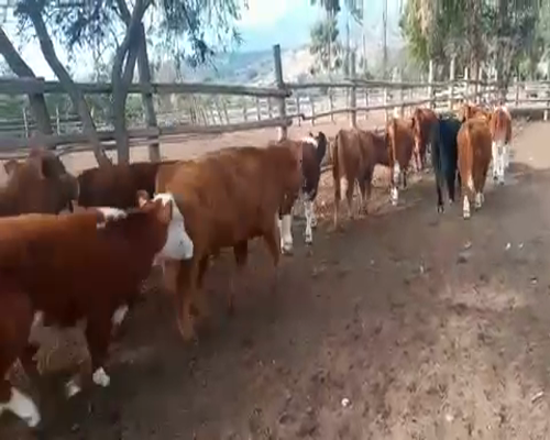 Lote 50 Ternero en Puchuncaví, V  Región Valparaíso