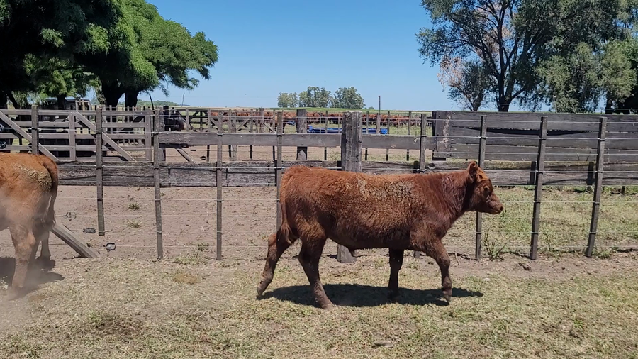 Lote 36 Terneros/as en Saladillo