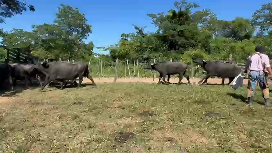 Lote 43 Búfalas Preñadas