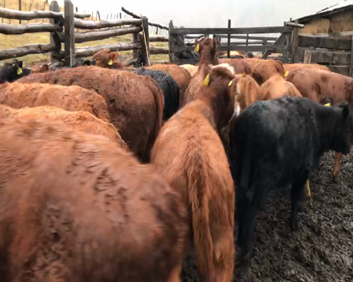 Lote 25 Ternera en Coyhaique, XI Región Aysén