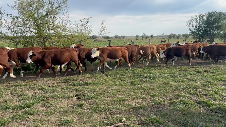 Lote 110 Terneros