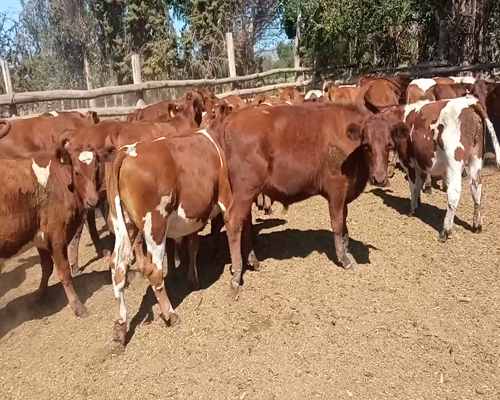 Lote 40 Novillo Engorda en María Pinto, Región Metropolitana