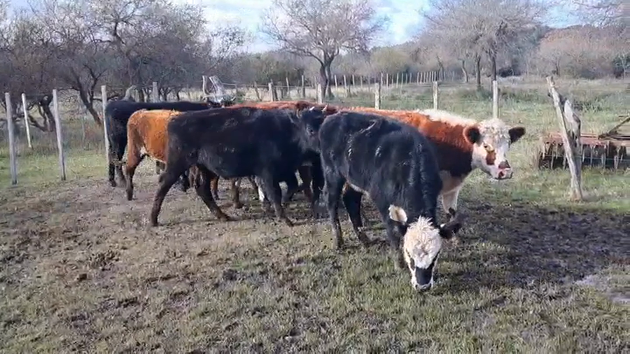 Lote NOVILLOS 1 A 2 AÑOS