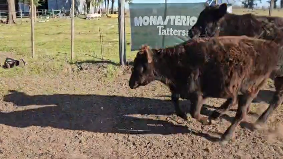 Lote 67 Terneras en Buenos Aires, Bolívar
