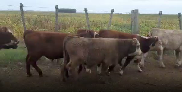 Lote 63 Terneros en San José