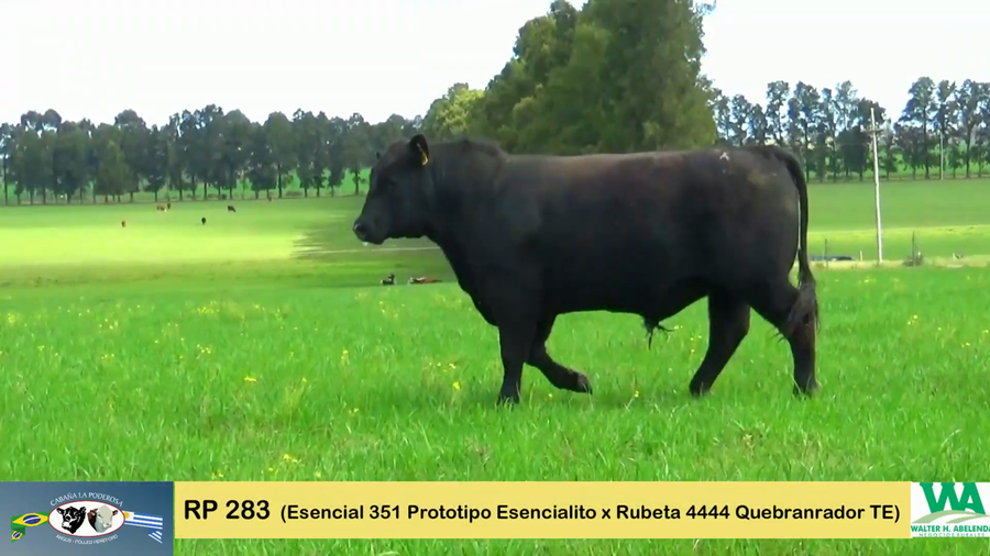 Lote PODEROSA PROTOTIPO/283