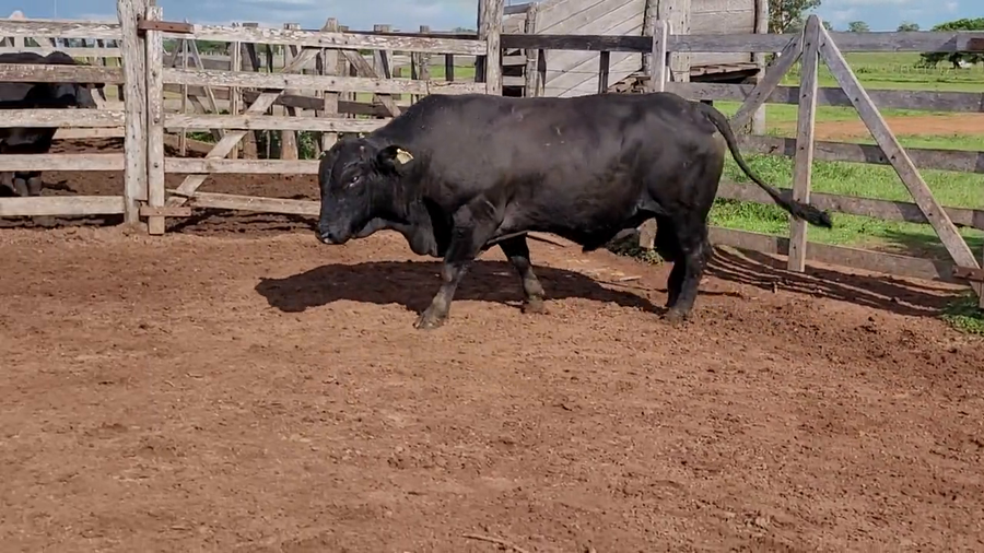 Lote Toros T. Brangus Negro a remate en Remate de Reproductores, Asunción