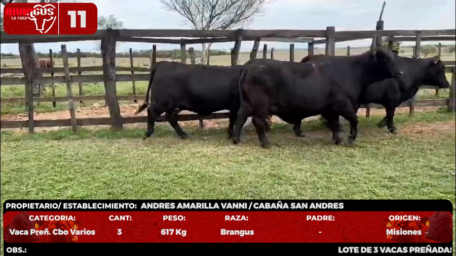 Lote LOTE 11 - EN VIVO