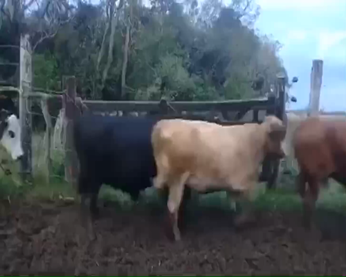 Lote 50 Vacas CUT  en Yataití Calle, Corrientes