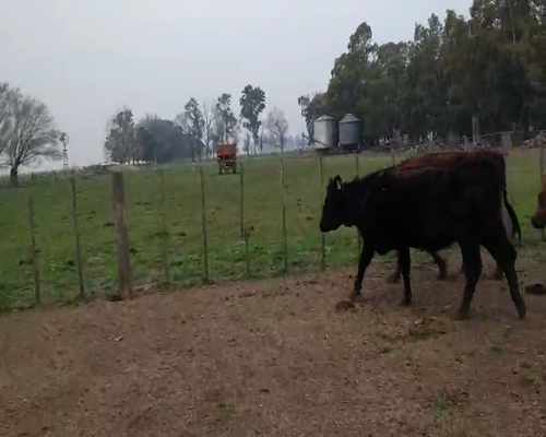 Lote 19 Vacas nuevas en Gral. Lamadrid, Buenos Aires