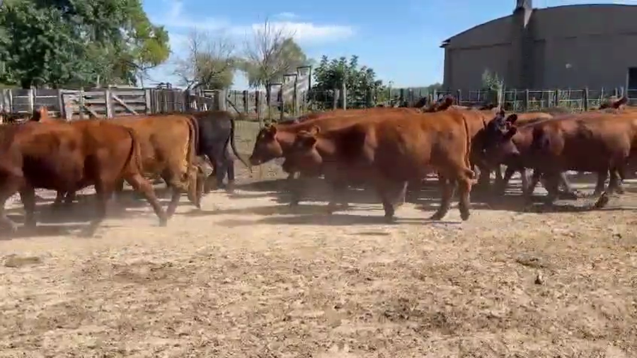 Lote 67 Vaquillonas P/ entorar