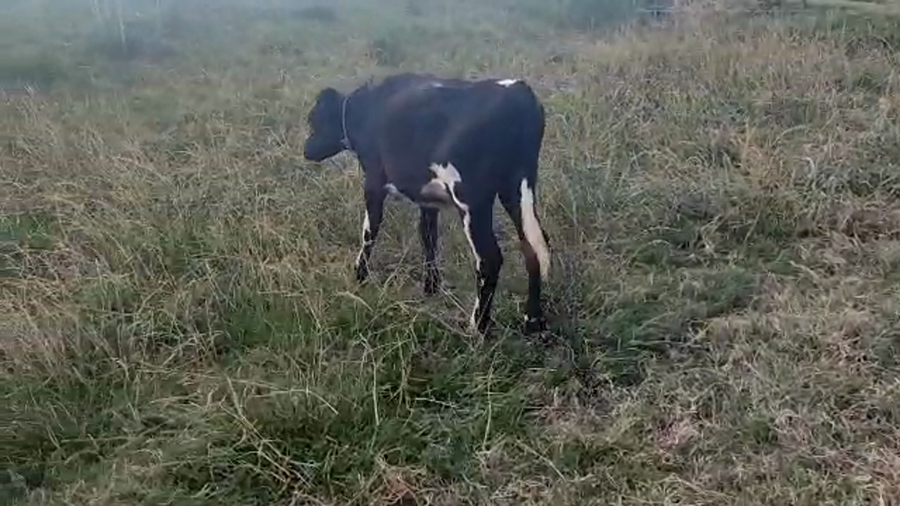 Lote 1 Ternera Cruza