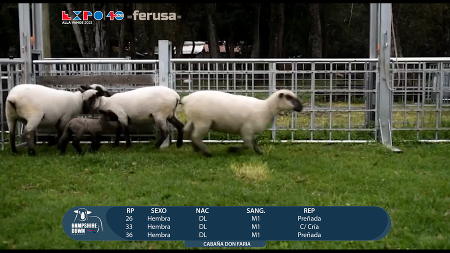 Lote LOTE 12 - CAMPO