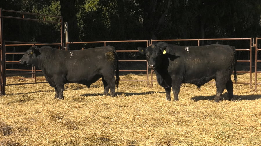 Lote TOROS PUROS DE PEDIGREE