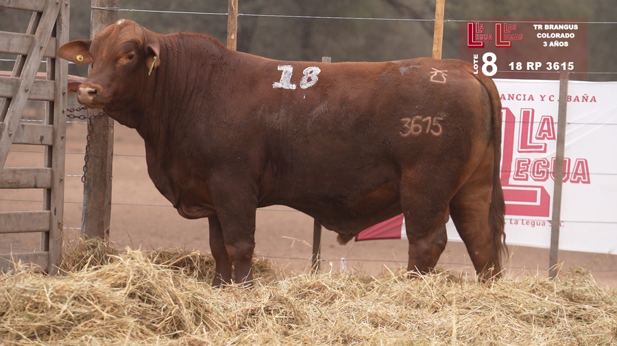 Lote BRANGUS COLORADO 3 AÑOS