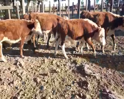 Lote 20 Terneros en Artigas