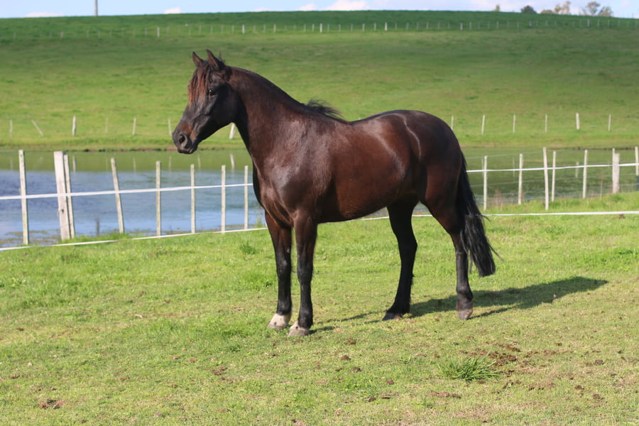 Lote ARPILLERA DEL CONVENTOS