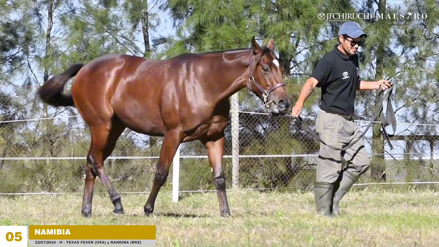 Lote NAMIBIA