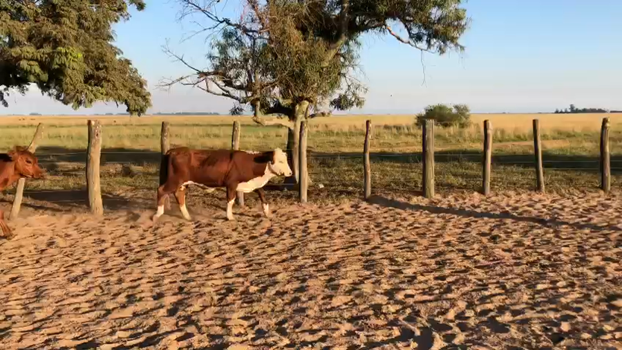 Lote 100 Terneros en Esquina, Corrientes
