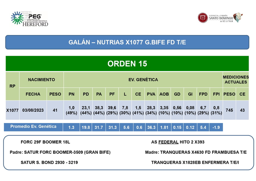 Lote Toros PP