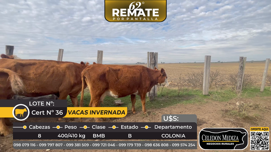 Lote 8 Vacas de Invernada en La Horqueta, ruta 21, Colonia